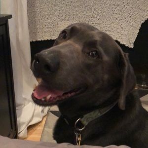 Meet your Posher, Charlotte